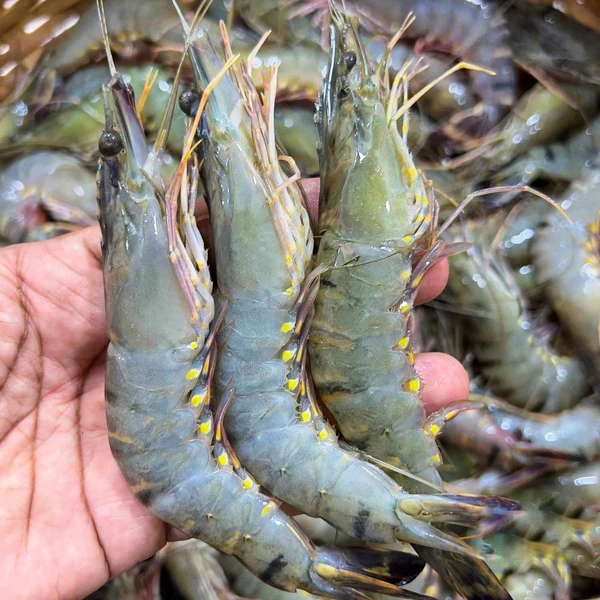 Black Tiger Shrimp: Bangladesh's Geographical Indication Product 1 bagda