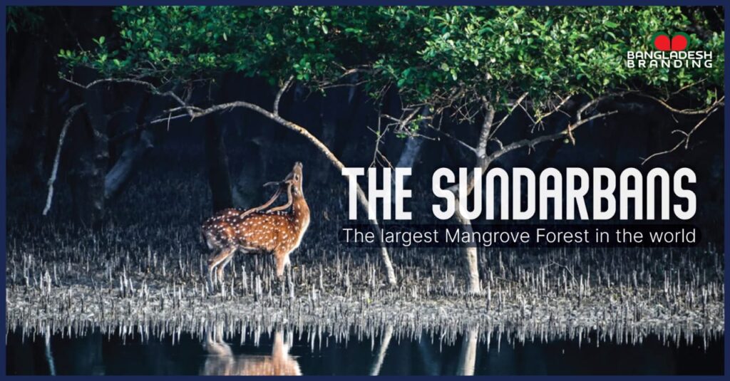 sundarbans