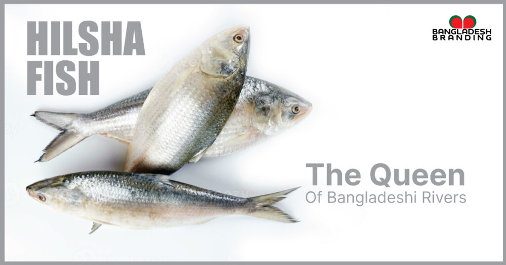 hilsa fish